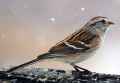 Обыкновенная воробьиная овсянка фото (Spizella passerina) - изображение №3058 onbird.ru.<br>Источник: www.allaboutbirds.org
